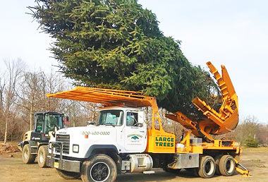 Tree Planting & Transplanting in New Jersey & Pennsylvania