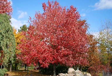 Large & Shade Trees in New Jersey
